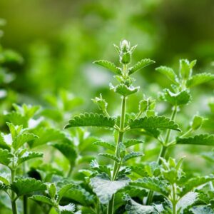 Nepeta cataria