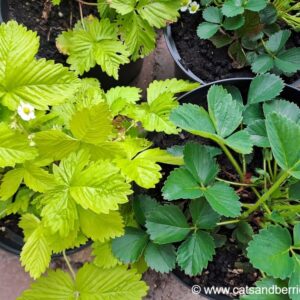 Fragaria vesca “Golden Alexandria”