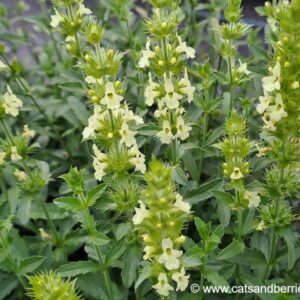 Sideritis hyssopifolia