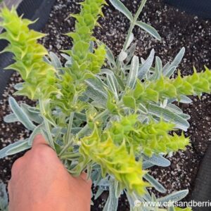 Sideritis scardica