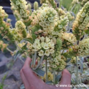 Sideritis syriaca