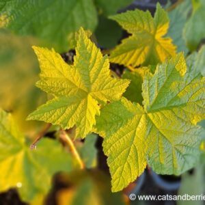 Rubus odoratus