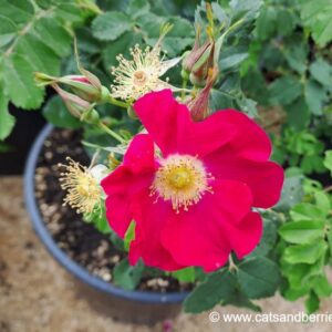 Rosa arkansana
