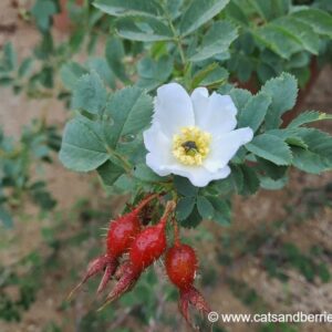 Rosa fedtschenkoana