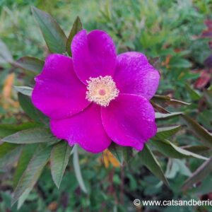Rosa foliolosa