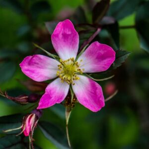 Rosa glauca var. mechliniae
