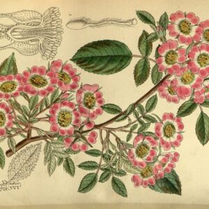 Rosa corymbulosa