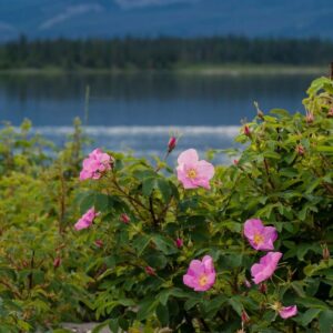 Rosa davurica
