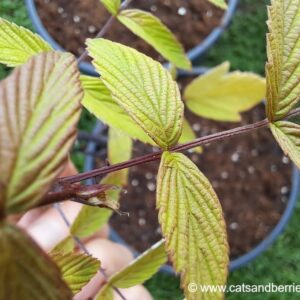 Rubus coreanus "Dart’s Mahogany"
