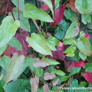 Rubus ichangensis