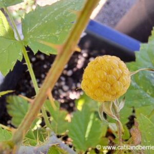 Rubus leucodermis var. alba