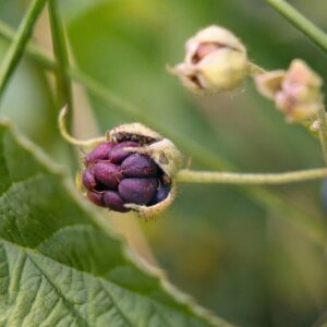 Rubus caesius