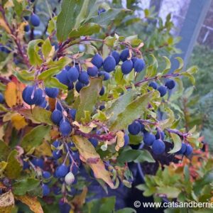 Vaccinium cylindraceum