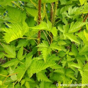 Rubus spectabilis