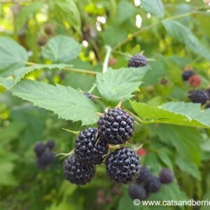 Rubus occidentalis