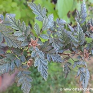 Rubus thibetanus "Silver Fern"