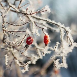 Rosa ussuriensis