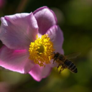 Rosa multiflora var. adenochaeta