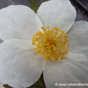 Rubus deliciosus