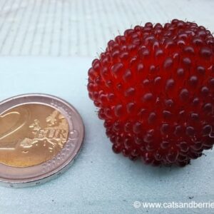 Rubus illecebrosus