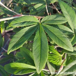 Rubus lineatus