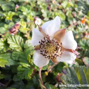 Rubus nepalensis