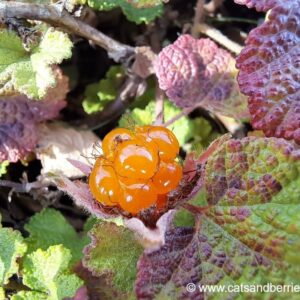 Rubus rolfei (Rubus pentalobus)