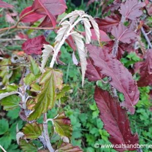 Rubus swinhoei