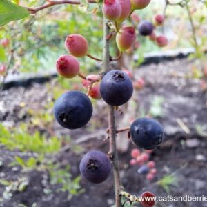 Vaccinium myrsinites