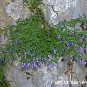 Campanula tommasiniana