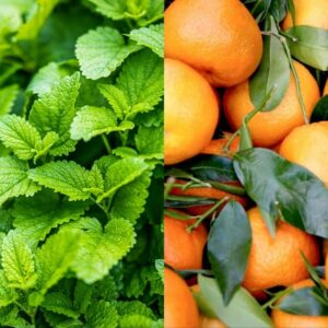 Melissa officinalis "Mandarina"