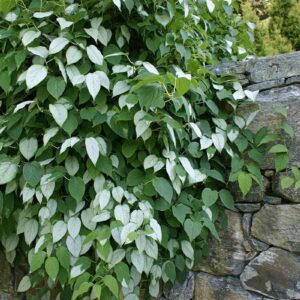 Actinidia polygama