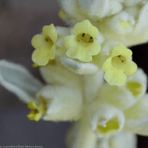 Sideritis candicans var. multiflora