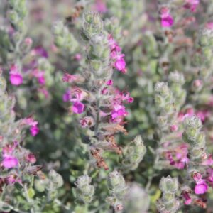 Teucrium marum