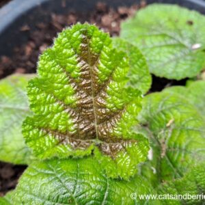 Rubus pectinellus