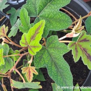 Rubus reflexus