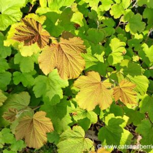 Rubus setchuenensis