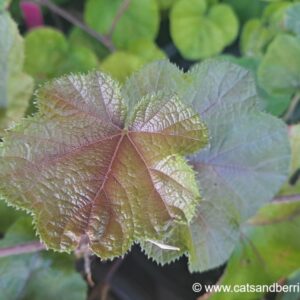 Rubus buergeri