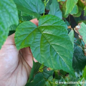 Rubus lambertianus