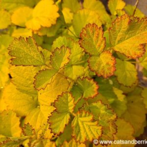 Rubus parvifolius “Ogon”