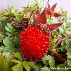 Rubus taiwanicola