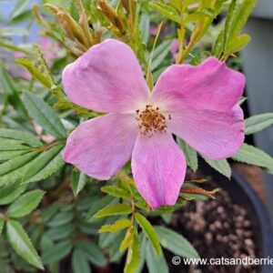 Rosa nitida