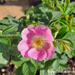 Rosa pulverulenta (glutinosa)
