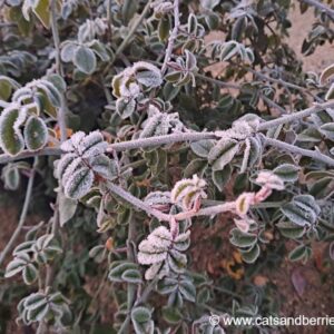 Rosa sempervirens