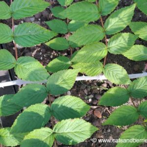 Rubus cockburnianus