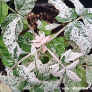 Rubus hirsutus "Giboulée"