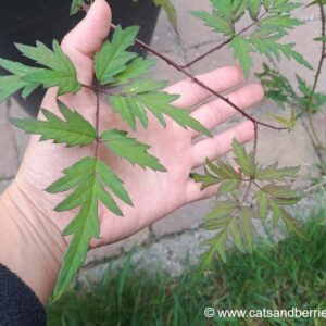 Rubus laciniatus