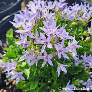 Campanula fenestrellata