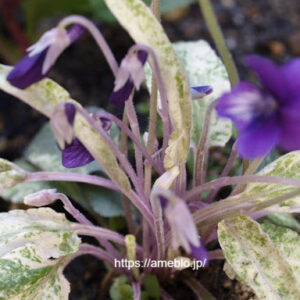 Viola mandshurica f. albo-variegata