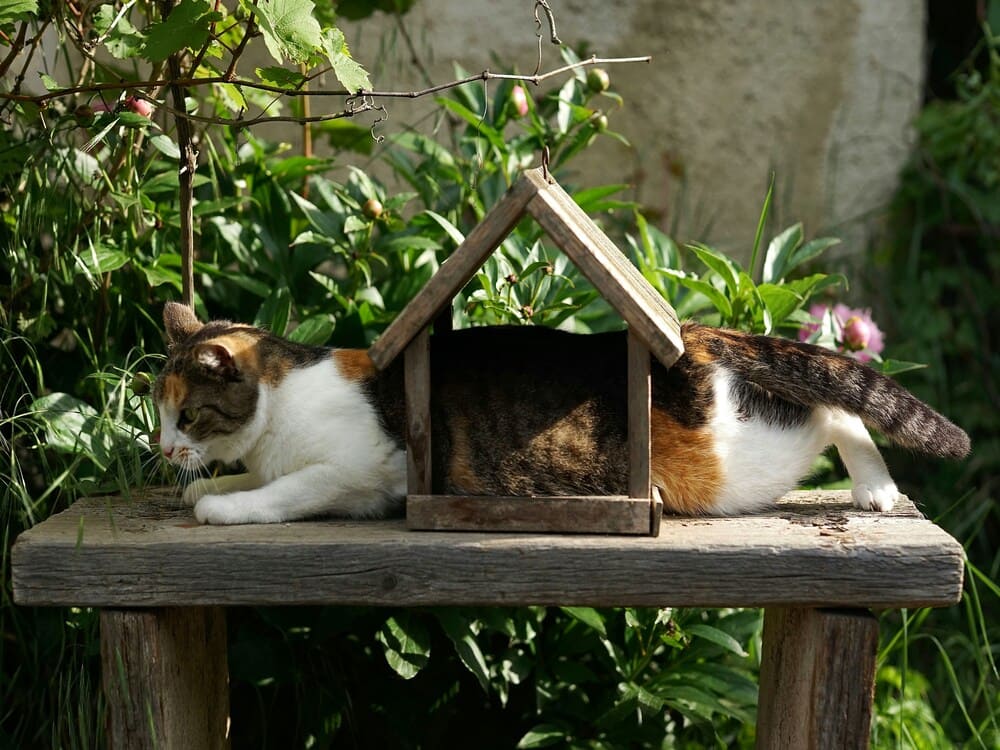 Catsandberries.com